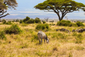 Büyük otçulların 18 yıl sonra Kenya savanına dönüşü ağaç yapısını değiştirdi
