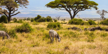 Büyük otçulların 18 yıl sonra Kenya savanına dönüşü ağaç yapısını değiştirdi